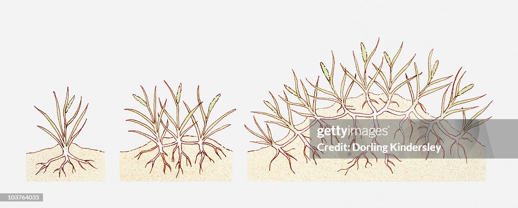 Illustration of Ammophila areanaria (Marram grass) growing in coastal sands, building up into a dune, multiple image