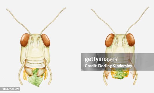 Locust Organs Illustration Of The Mouthparts Of A Locust Eating A Leaf Multiple Image ...