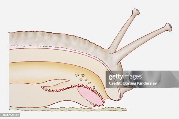 Snail Rasping 38 Anatomy Of A Snail Stock Photos, High-Res Pictures, and Images ...