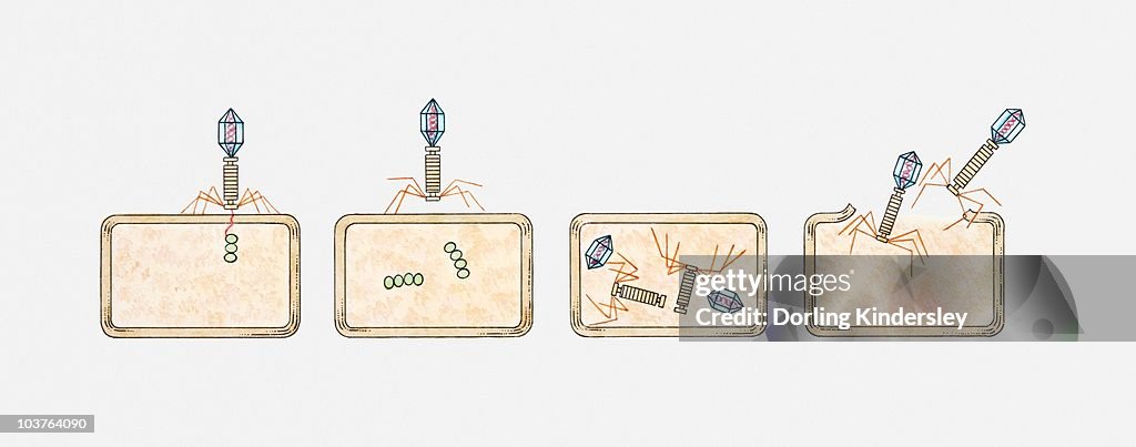 Illustration of virus invading a bacterium and injecting nucleic acid, new viruses forming inside bacterium and breaking free
