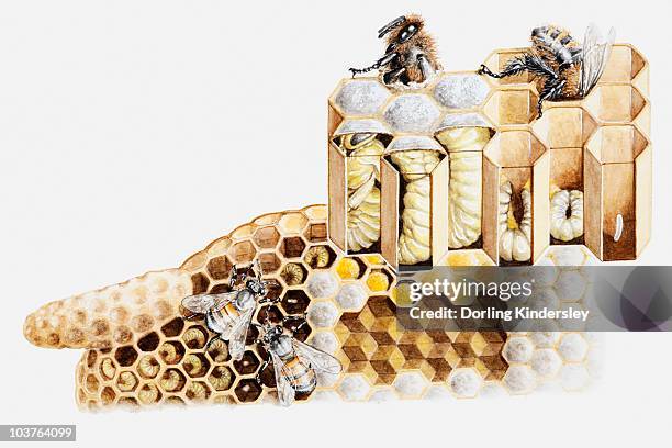 Inside Beehive Photos and Premium High Res Pictures Biology Diagrams