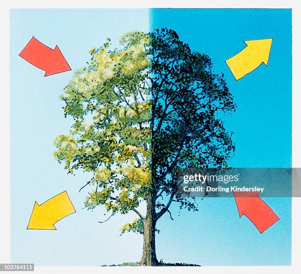 Tree Co2 O2 Illustration Of Tree Taking In Carbon Dioxide During The Day And Giving ...