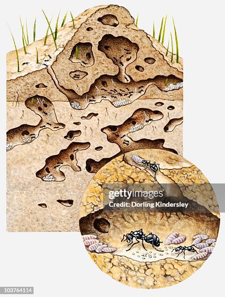 cross-section illustration of tunnel system inside nest of black garden ant (lasius niger) - colony of ants stock illustrations