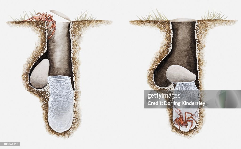 Illustration of tunnel of Trapdoor spider (Ctenizidae), spider climbing down, and hiding inside silk-lined cocoon