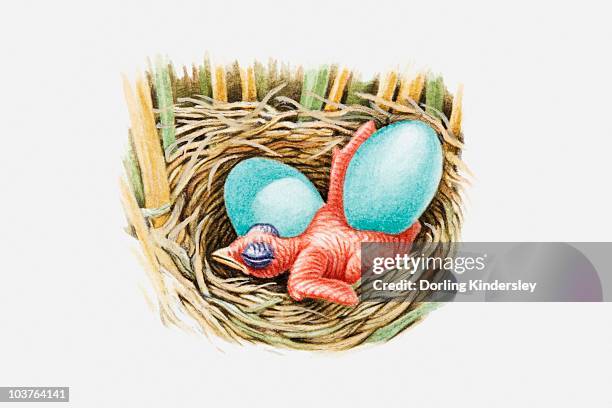 illustration of newborn cuckoo chick in another bird's nest - chick white background stock illustrations