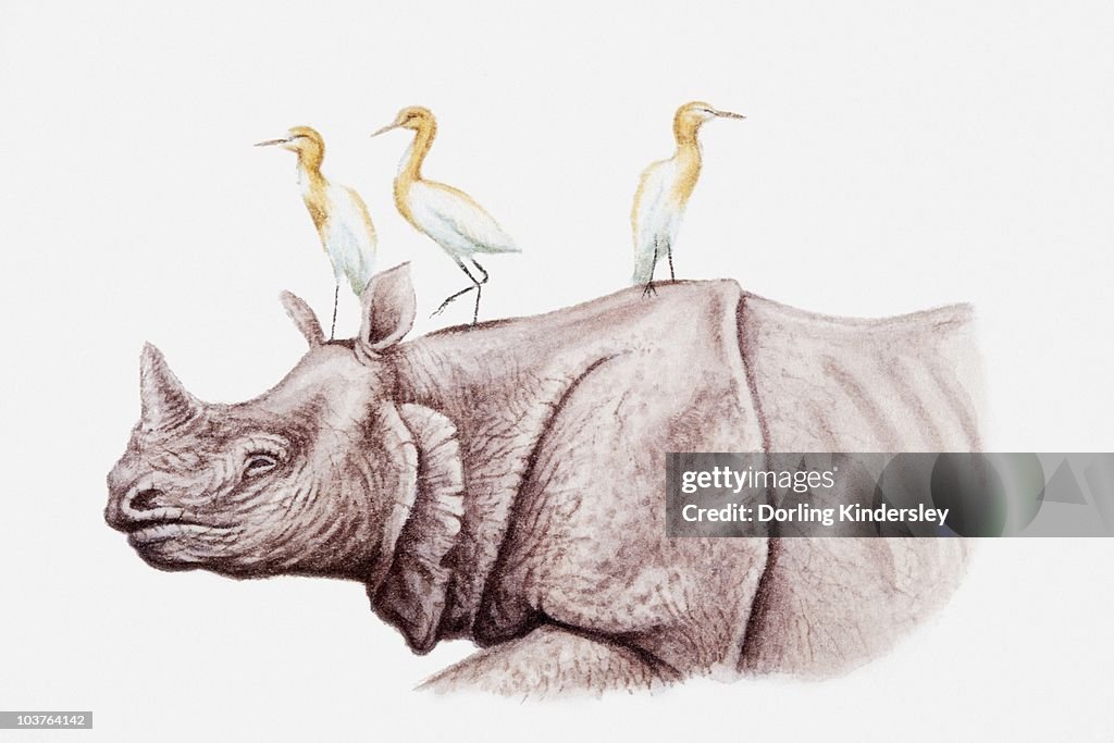 Illustration of Cattle egrets (Bubulcus ibis) perching on top of a rhinoceros