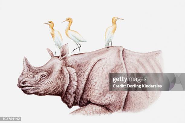 illustration of cattle egrets (bubulcus ibis) perching on top of a rhinoceros - bubulcus ibis stock illustrations