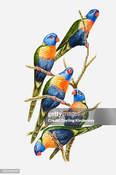 illustration of a flock of rainbow lorikeets (trichoglossus haematodus) perching on tree branches - rainbow lorikeet stock illustrations