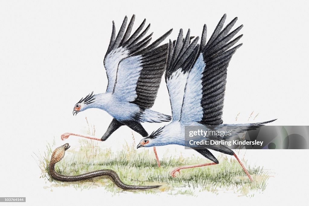 Illustration of a pair of Secretary birds (Sagittarius serpentarius) attacking a snake