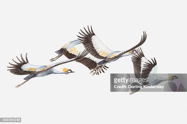 stockillustraties, clipart, cartoons en iconen met illustration of a flock of grey crowned cranes (balearica regulorum) in flight, side view - grey crowned crane