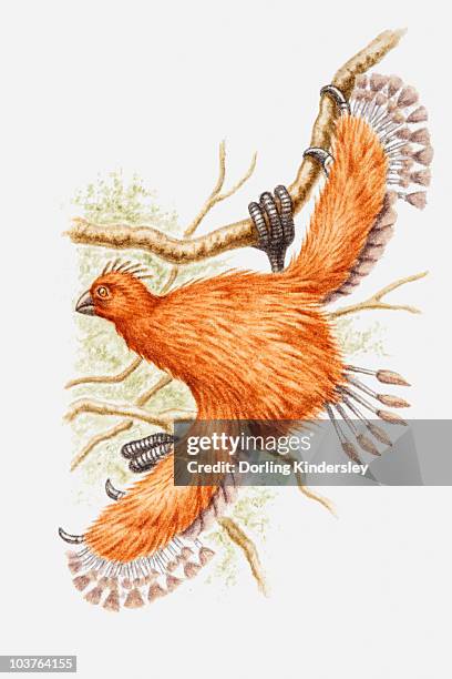 illustration of a hoatzin (opisthocomus hoazin) chick hanging from a branch, displaying the claw it will lose as an adult - hoatzin stock illustrations