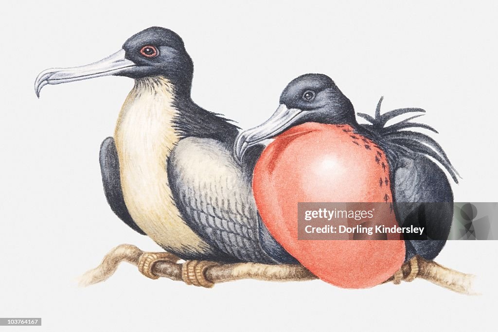 Illustration of male and female Magnificent frigatebirds (Fregata magnificens) sitting side by side