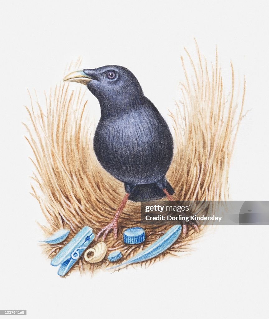 Illustration of male Satin bowerbird (Ptilonorhynchus violaceus) with collection of blue objects to attract a female