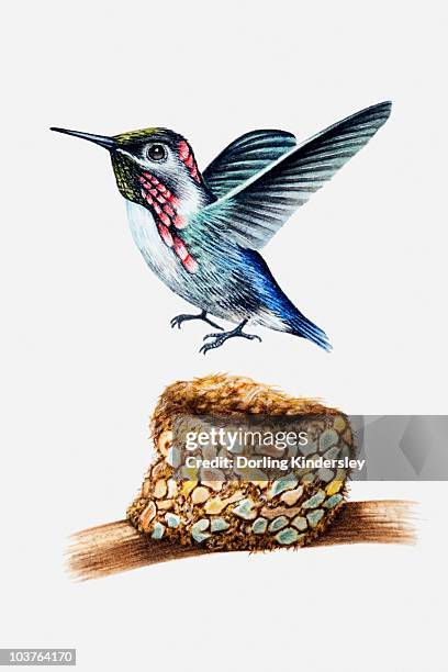 illustration of bee hummingbird (mellisuga helenae) above nest - bee hummingbird stock illustrations