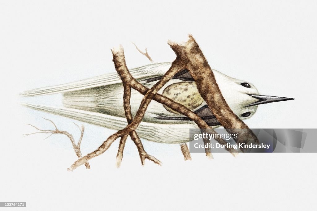 Illustration of Fairy tern (Sterna nereis) sitting on egg balanced on fork of branches, view from below