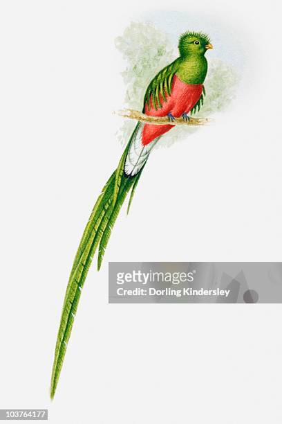 42 Ilustraciones de Quetzal - Getty Images