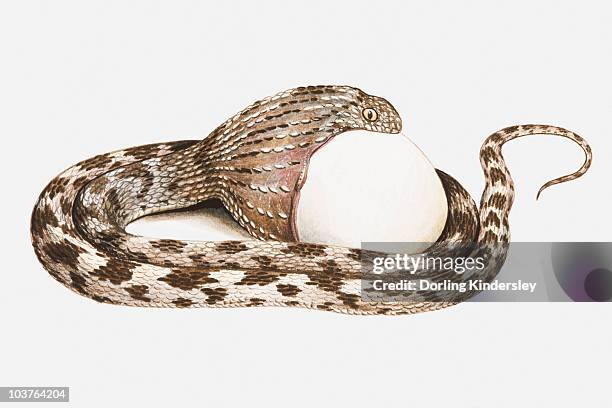 illustration of egg-eating snake swallowing an egg - egg eater snake stock-grafiken, -clipart, -cartoons und -symbole