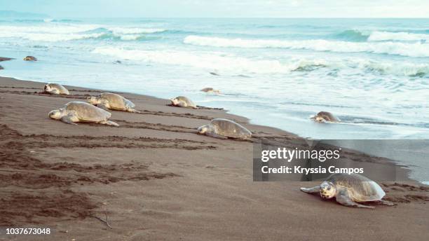 olive ridley sea turtles (lepidochelys olivacea), costa rica - turtle's nest stockfoto's en -beelden