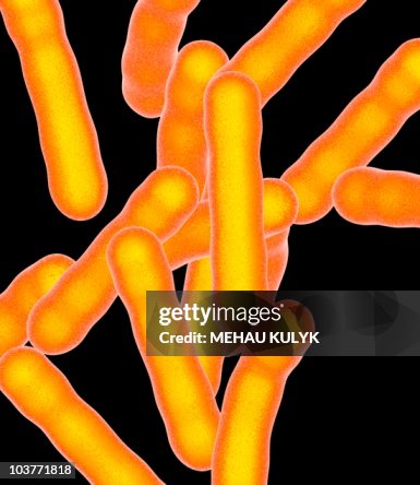 Tuberculosis bacteria, artwork Tuberculosis bacteria, artwork