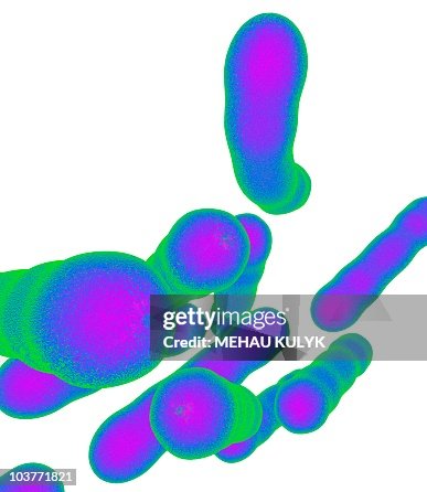 Tuberculosis bacteria, artwork Tuberculosis bacteria, artwork