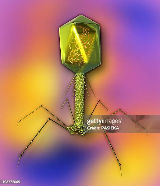t4 bacteriophage virus, computer artwork - t4 bacteriophage stock illustrations