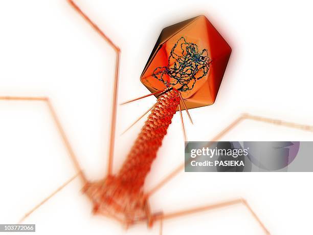 t4 bacteriophage virus, computer artwork - t4 bacteriophage stock illustrations