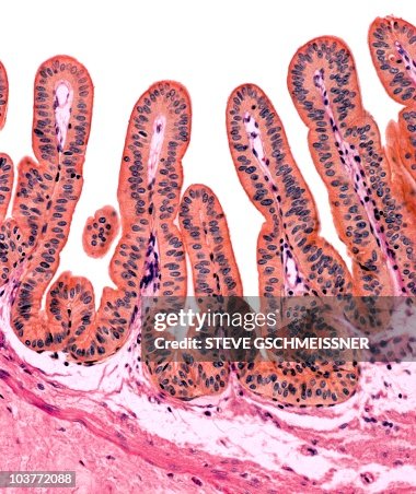 Gall bladder lining, light micrograph Gall bladder lining, light micrograph