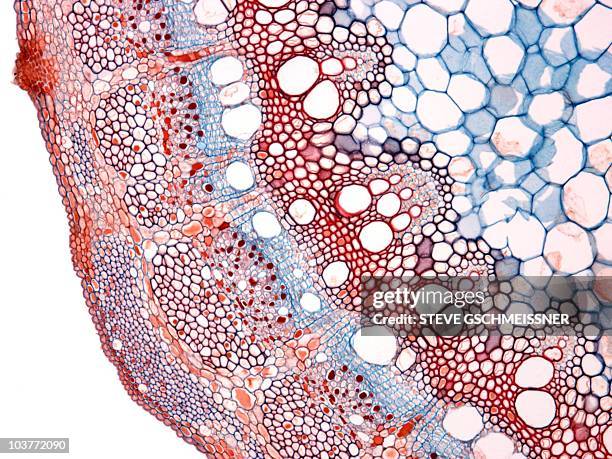 grape stem, light micrograph - wissenschaftliche mikroskopische aufnahme stock-fotos und bilder