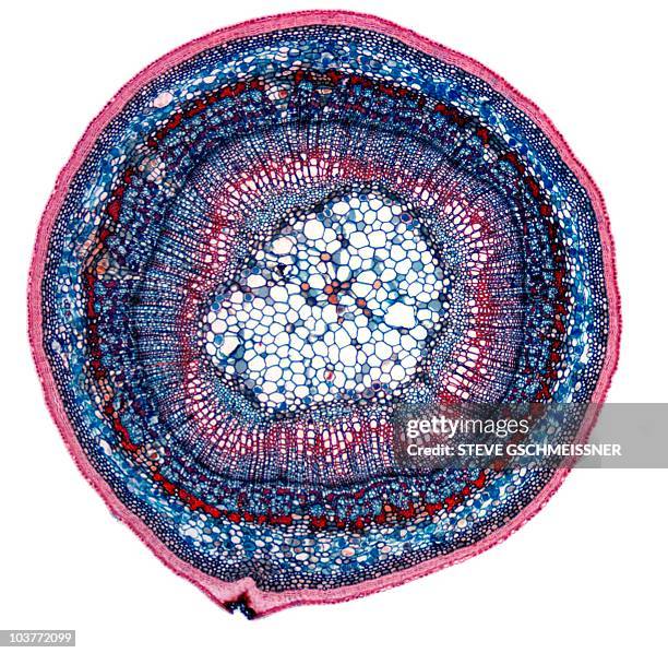 lime tree stem, light micrograph - 形成層 ストックフォトと画像