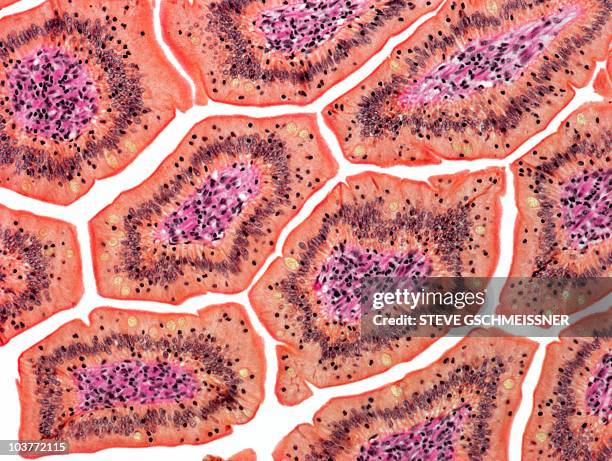 intestinal villi, light micrograph - lamina propria stock-fotos und bilder