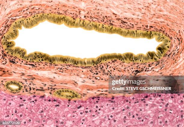 206 Common Bile Duct Stock Photos, High-Res Pictures, and Images