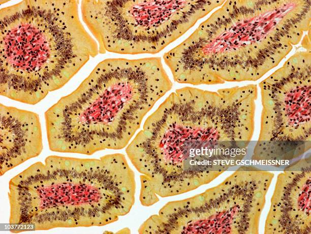 intestinal villi,light micrograph - lamina propria stock-fotos und bilder