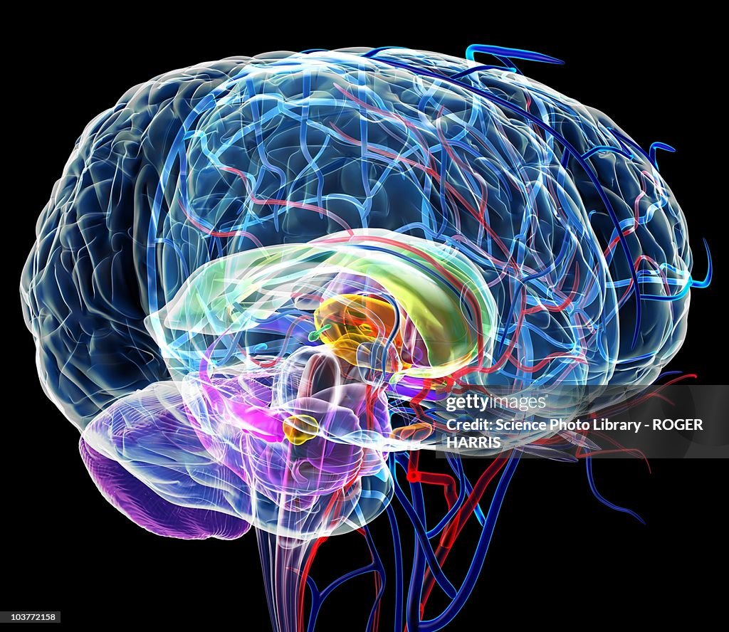 Brain anatomy, artwork