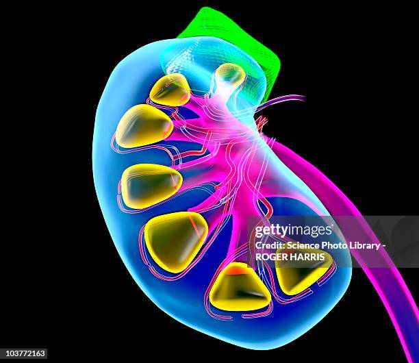 human kidney, artwork - kidney organ stock illustrations