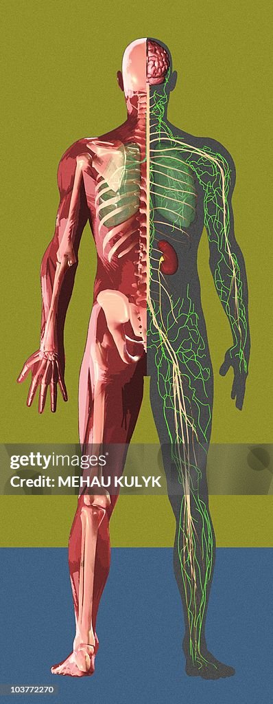 Human anatomy,artwork