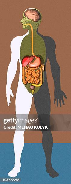 digestive system, artwork - anatomical model stock illustrations