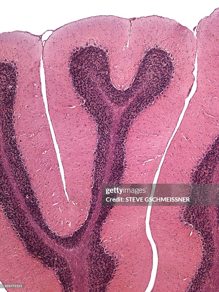 Cerebellum, light micrograph