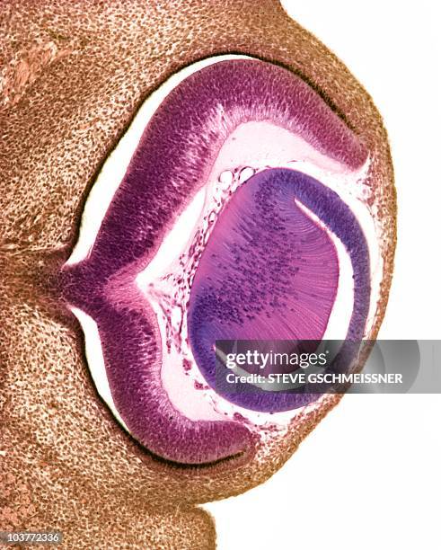 developing pig eye, light micrograph - eye micrograph stock pictures, royalty-free photos & images