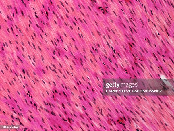 smooth muscle, light micrograph - glad spierweefsel stockfoto's en -beelden