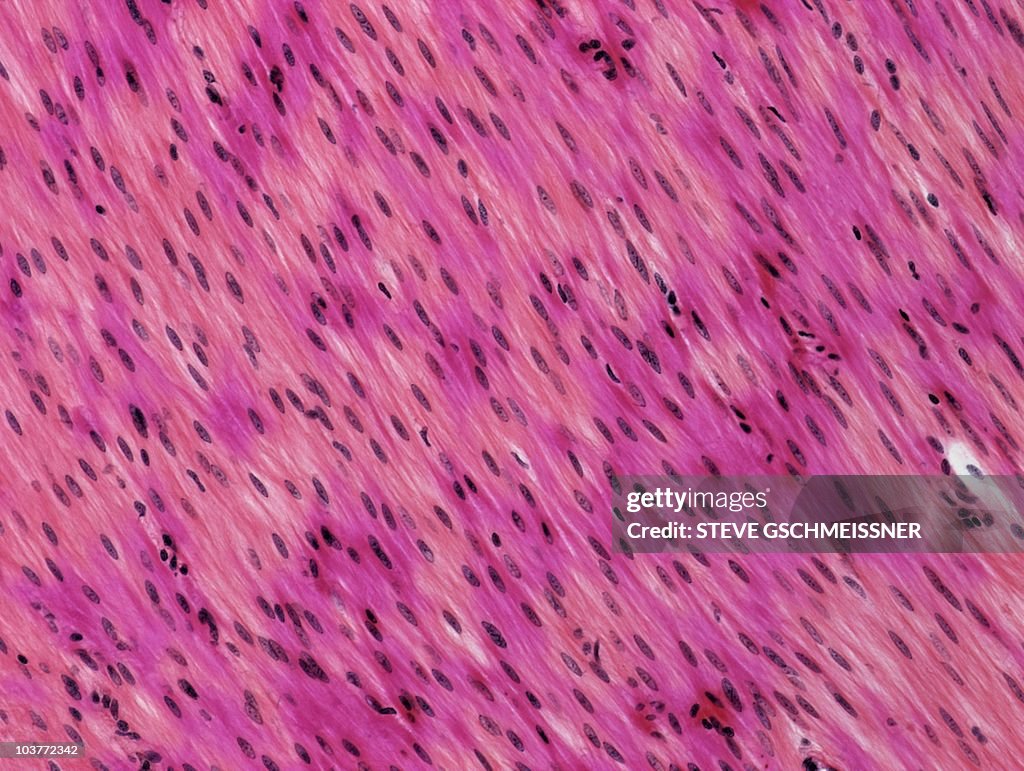 Smooth muscle, light micrograph