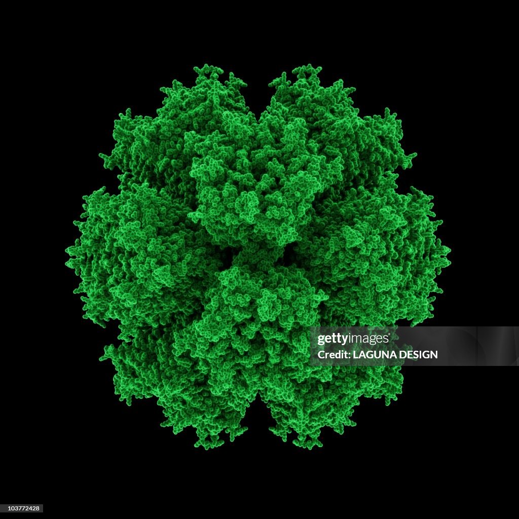 Adenovirus particle