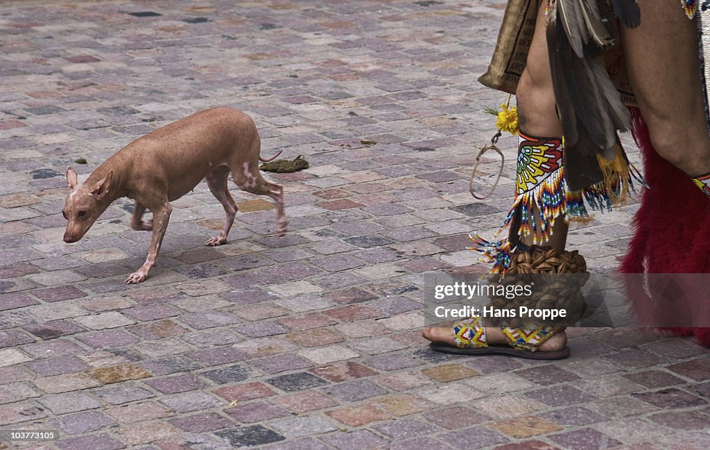 Xoloitzcuintli