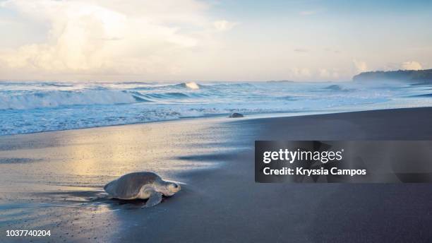 olive ridley sea turtles (lepidochelys olivacea) emerging from sea, costa rica - central america stock pictures, royalty-free photos & images