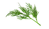 A small fragment of a dill branch