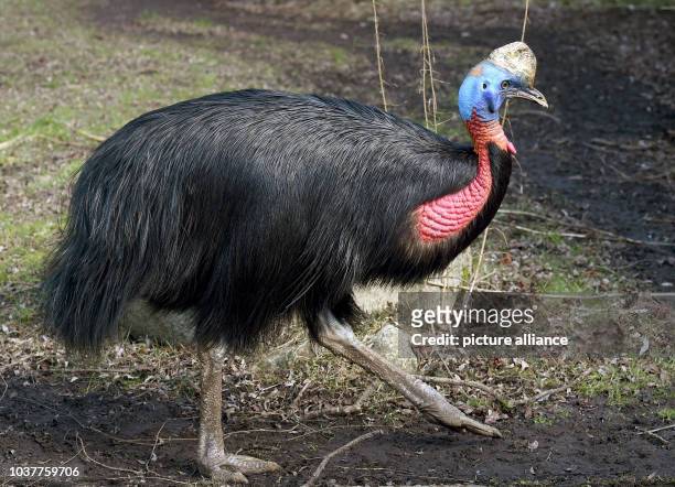 Golden-necked cassowary at the Weltvogelpark bird park in Walsrode, Germany, 16 March 2016. The park houses more than 4000 birds from around 675...