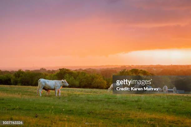 sunset on the ranch 5 - texas farm stock pictures, royalty-free photos & images