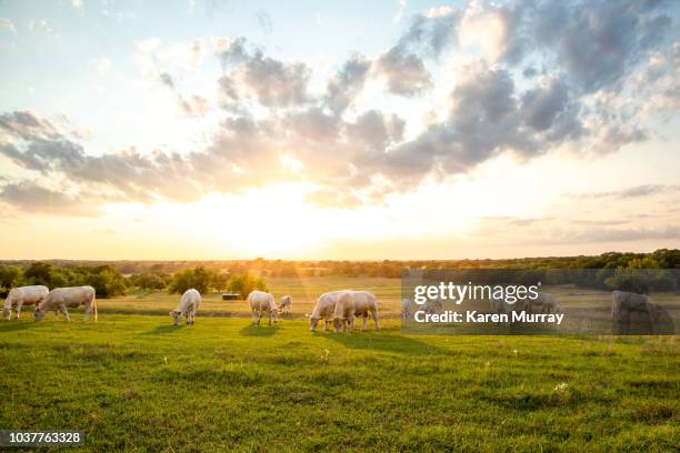 sunset on the ranch 2 - horse ranch stock pictures, royalty-free photos & images