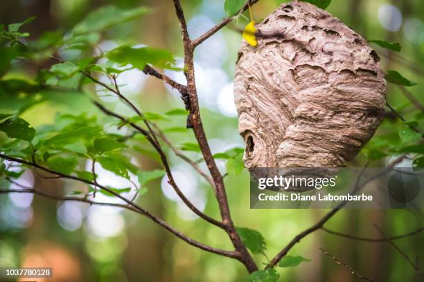 wasp nest hanging from a tree - getingbo bildbanksfoton och bilder