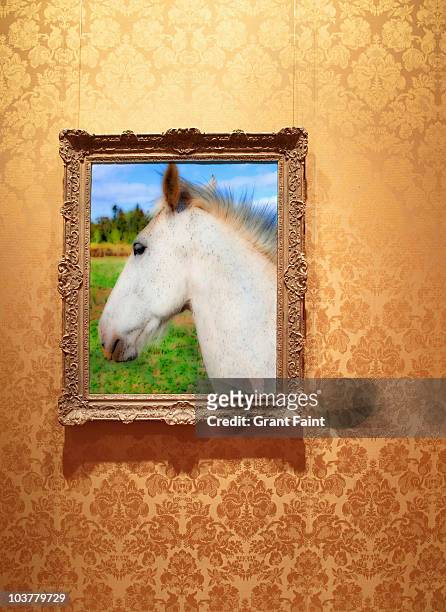framed photograph of white horse. - galerie art stock-fotos und bilder