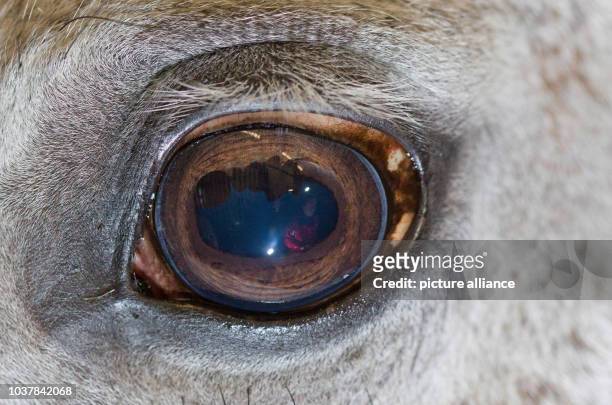 Employee is reflected in the eye of a horse during the demonstration of a doping test for horses in a stable in Riesenbeck, Germany, 09 January 2013....